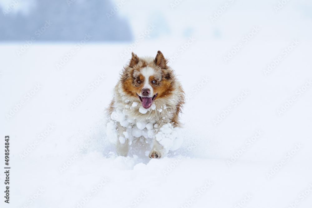 Australian Shepherd running in the snow