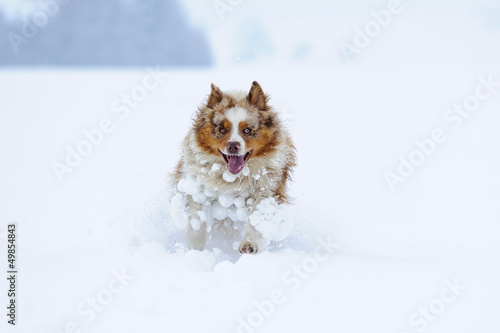 Australian Shepherd running in the snow © Stanislav Duben