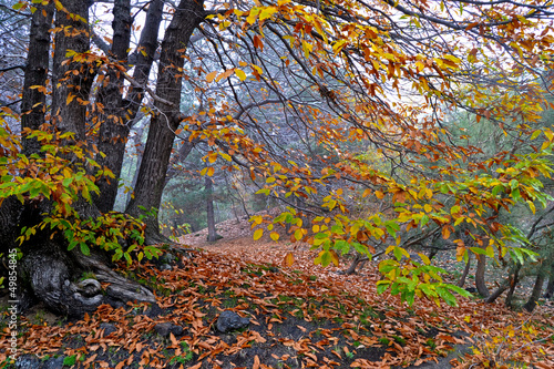 Etna - beautiful autumn landscape