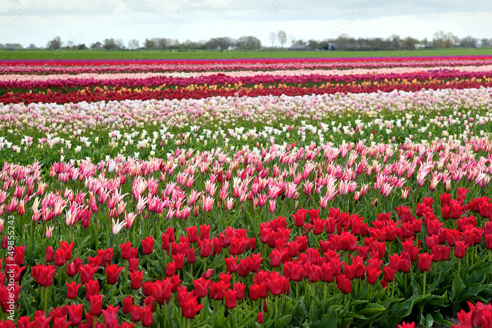 rows of colorful tulips in Netherlands