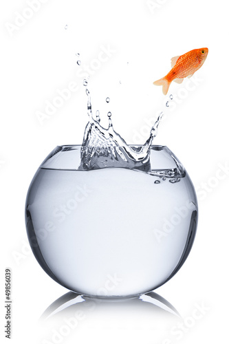 fish escape