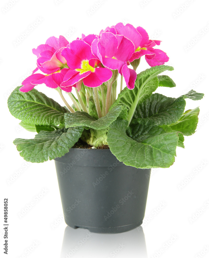 Beautiful pink primula in flowerpot, isolated on white Beautiful pink primula in flowerpot, isolated on white