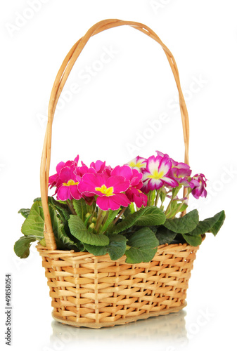 Beautiful pink primulas in basket, isolated on white © Africa Studio