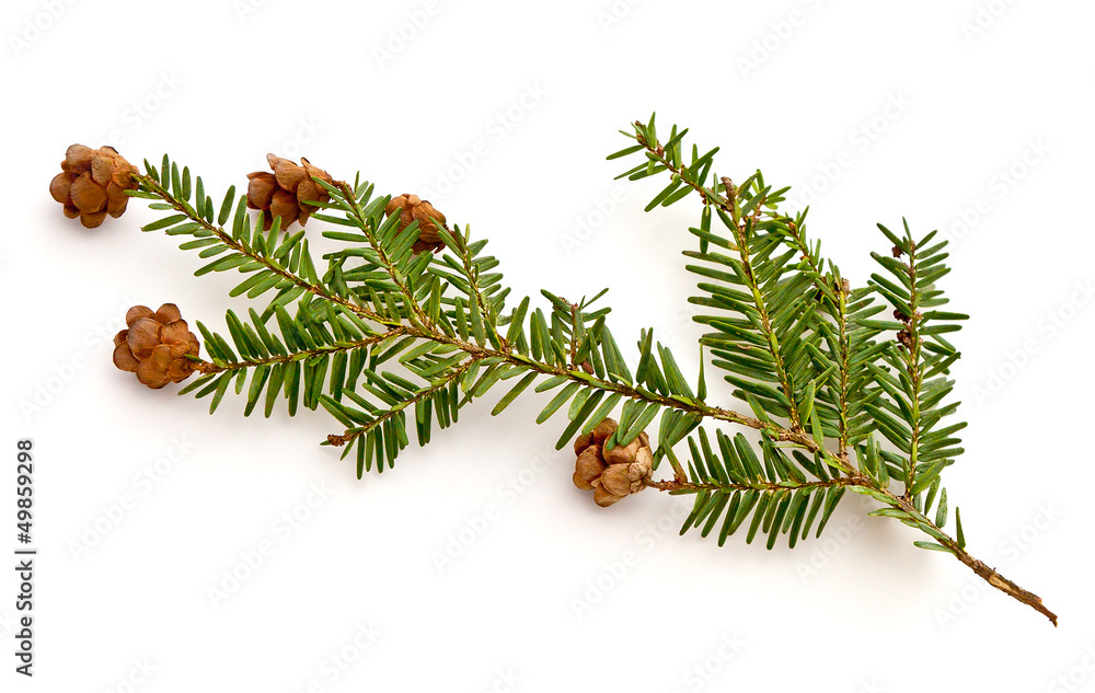 Naklejka premium Hemlock