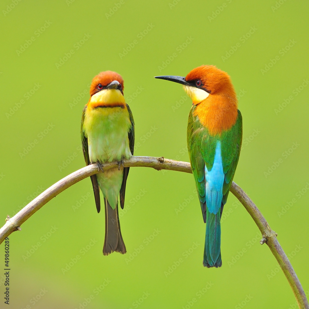 Obraz premium Bee eater Bird