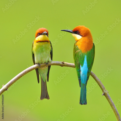 Bee eater Bird