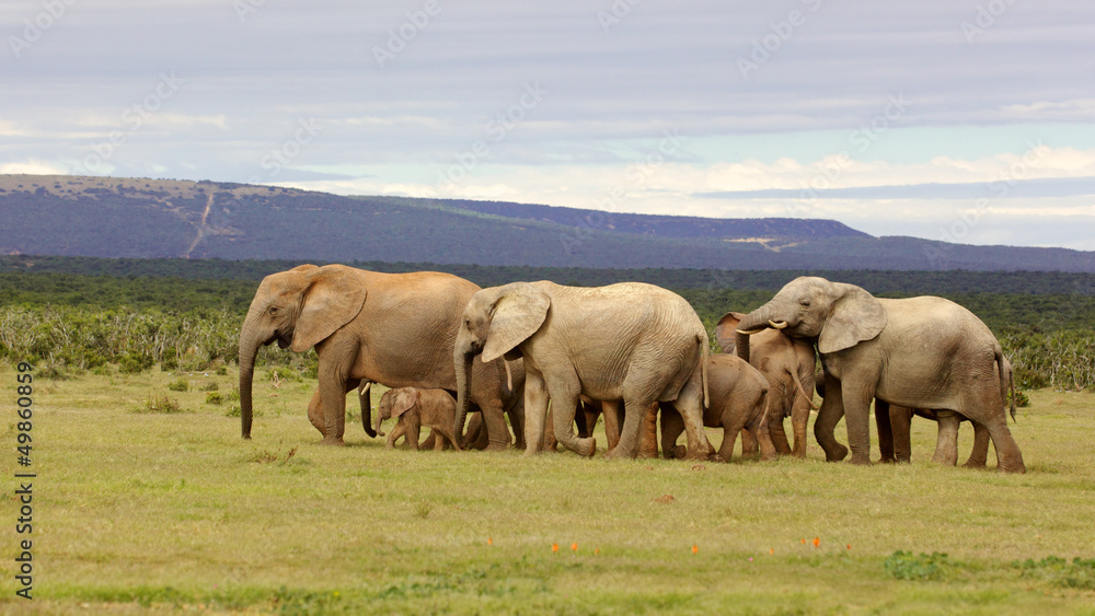 Breeding Elephant Herd