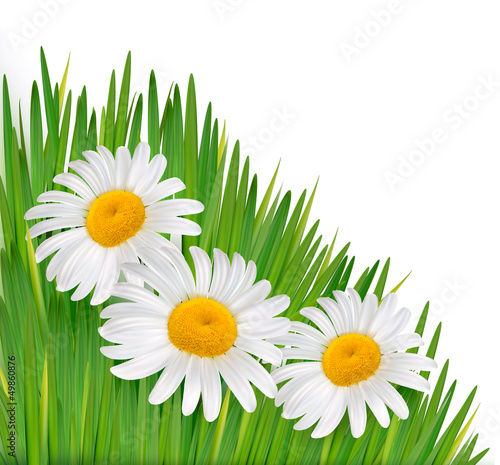 Nature background with beautiful flowers.Vector illustration