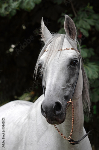 Graceful Arabian White Horse