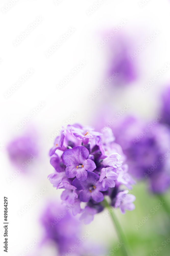 Naklejka premium lavender flowers