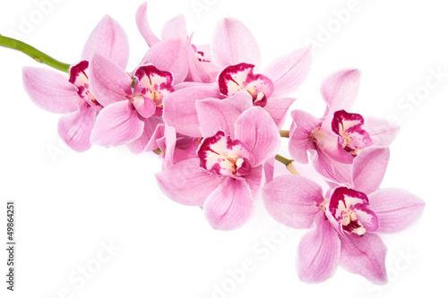 Tela pink orchid flowers isolated