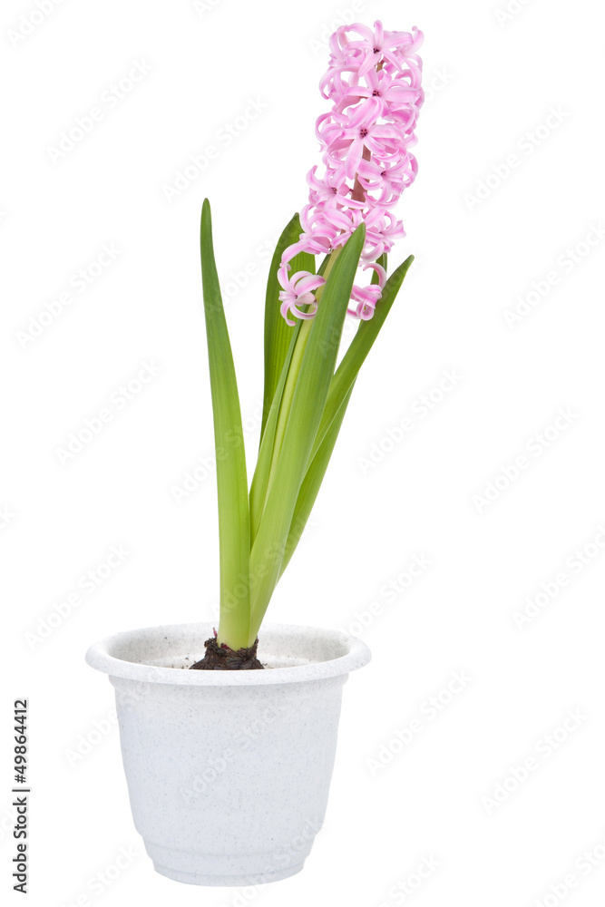 Fototapeta premium hyacinth flower in pot isolated