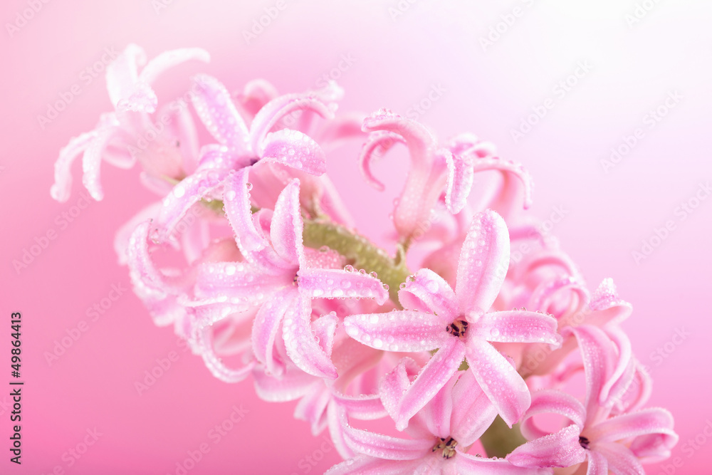 pink hyacinth flower