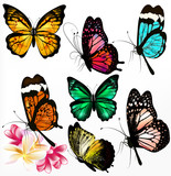 Collection of colorful realistic vector butterflies