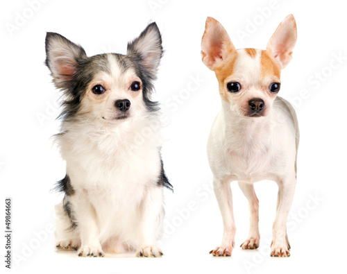 Two Chihuahua long-haired and short-haired