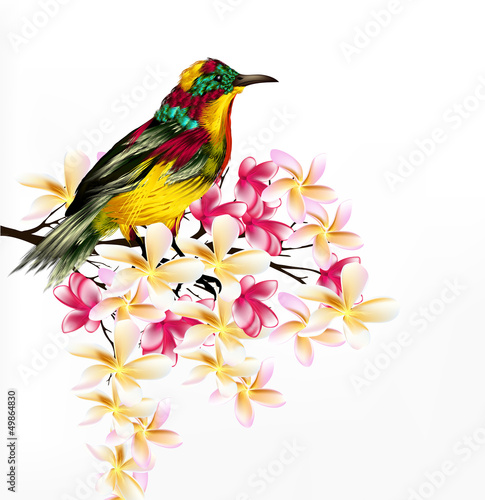 Colorful  vector realistic tropical bird sit a branch on white