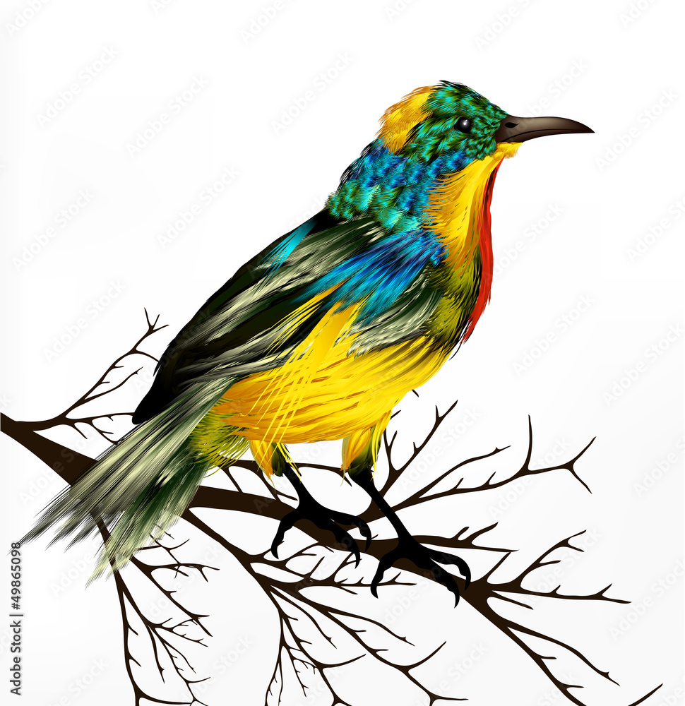 Colorful  vector realistic tropical bird sit at the branch on wh