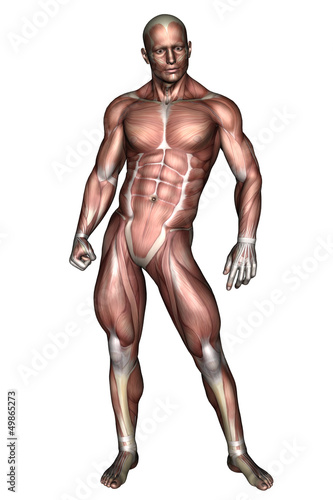 Die Muskulatur des Menschen