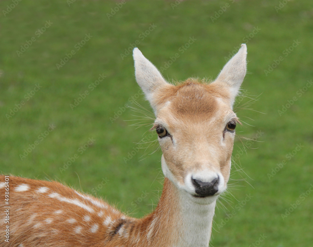 The Beautiful Face of a Young Fallow Deer.