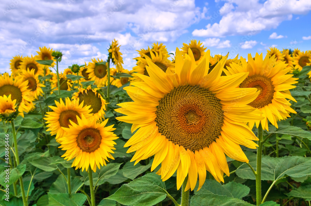 Sunflower field.