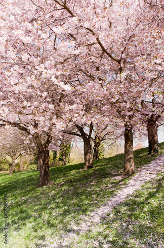 Konstfotografi kirschbaum