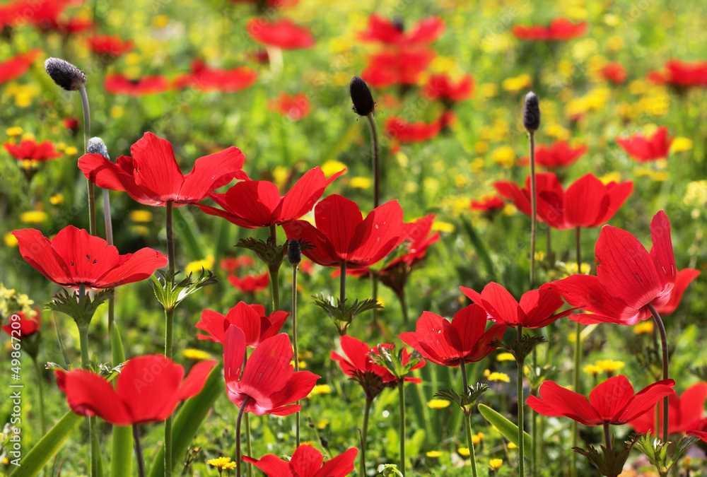 Fototapeta premium field of red poppies