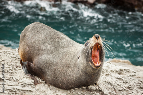 New Zealand fur seal