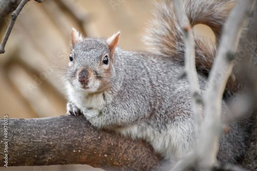 closeup of a squirrel hiding in the trees © Steve Mann