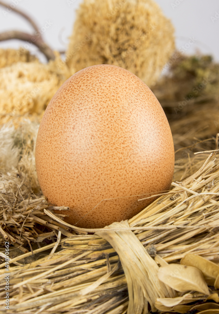 Obraz premium Eiernest