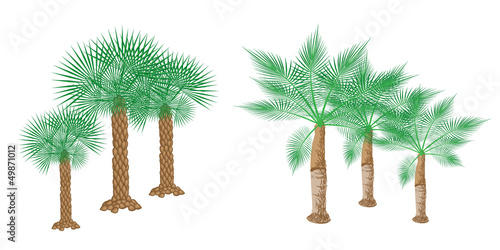 Illustration of Isometric Palm Trees on White Background