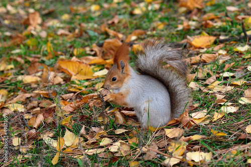 Squirrel with a nut