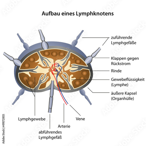 aufbau lymphknoten illustration