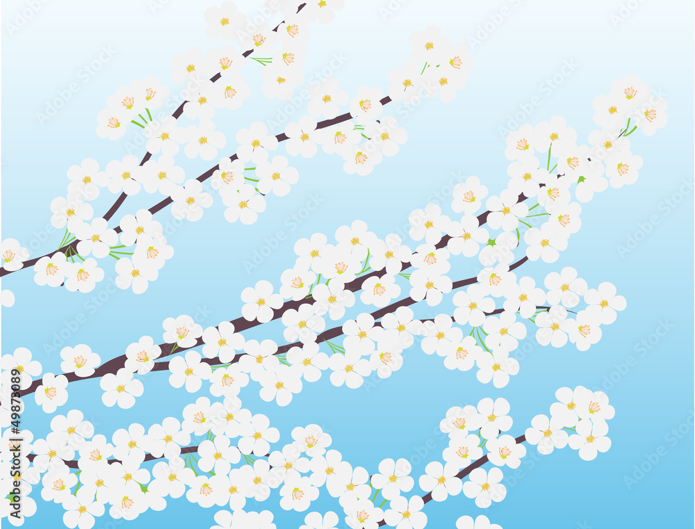 Spring cherry tree vector illustration