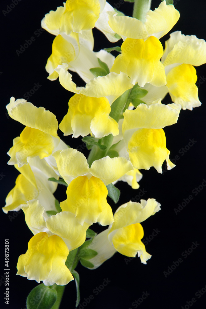 Fototapeta premium yellow antirrhinum (snapdragon) flower isolated on black