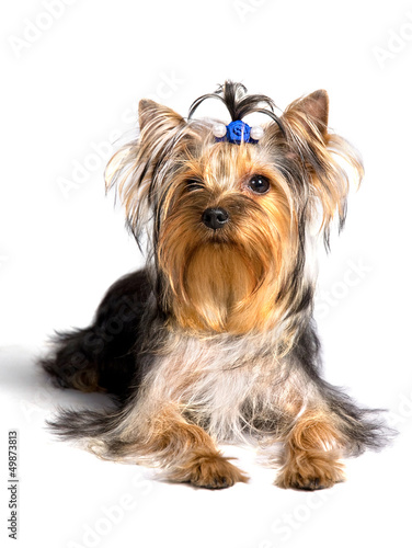 yorkshire terrier sitting on the white background
