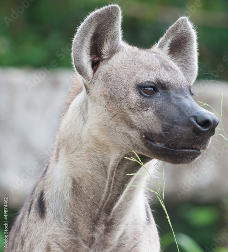 Obraz na plátne Spotted hyena
