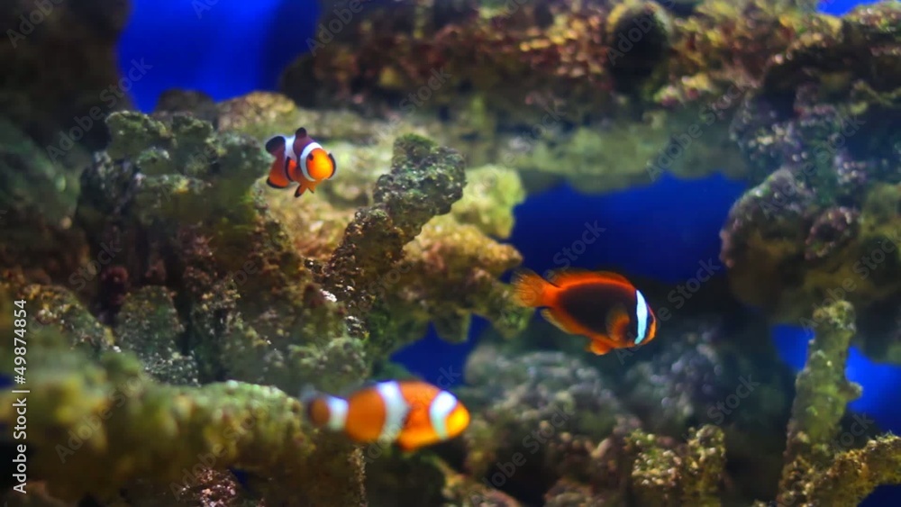 aquarium fish aquarium fish