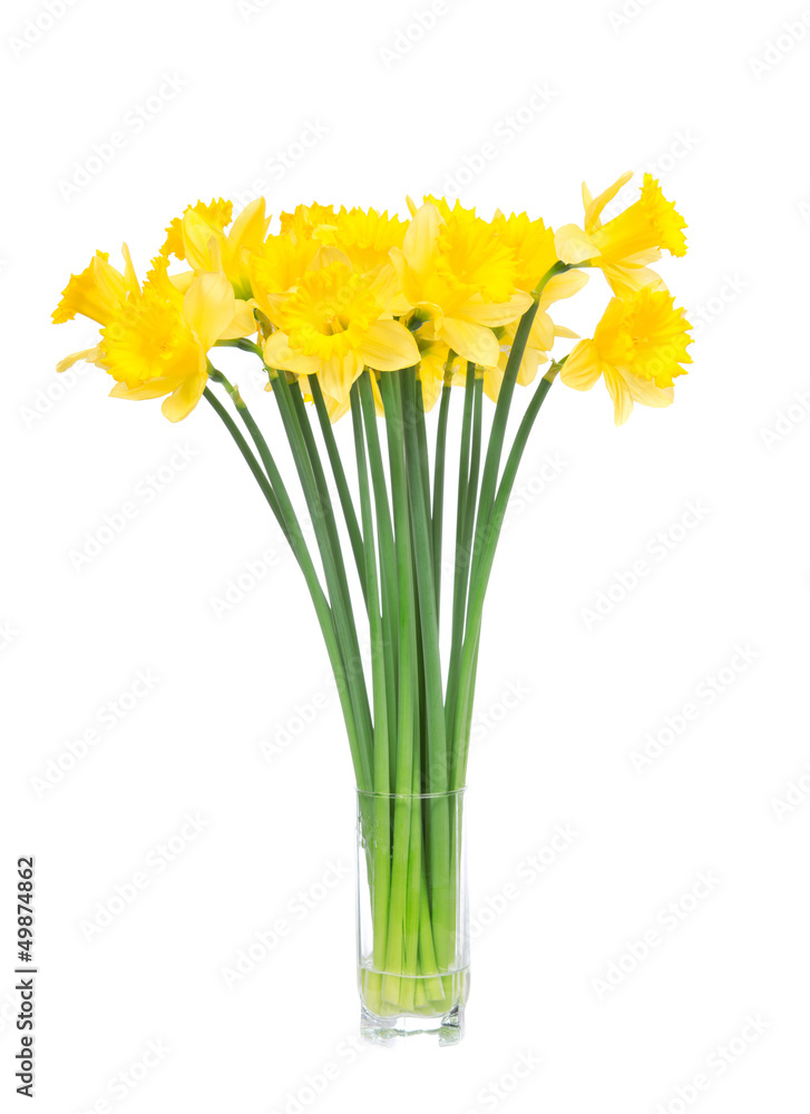 Bouqut of yellow lent lilyl daffodil or narcissus Bouqut of yellow lent lilyl daffodil or narcissus