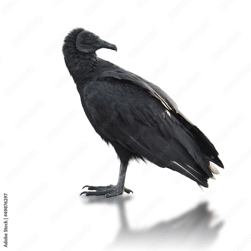 Obraz premium Black vulture (Coragyps atratus)