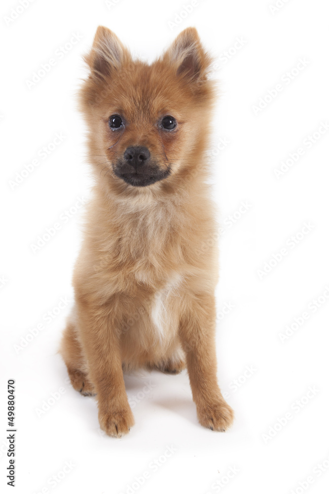 Mini kees isolated on white background Mini kees isolated on white background
