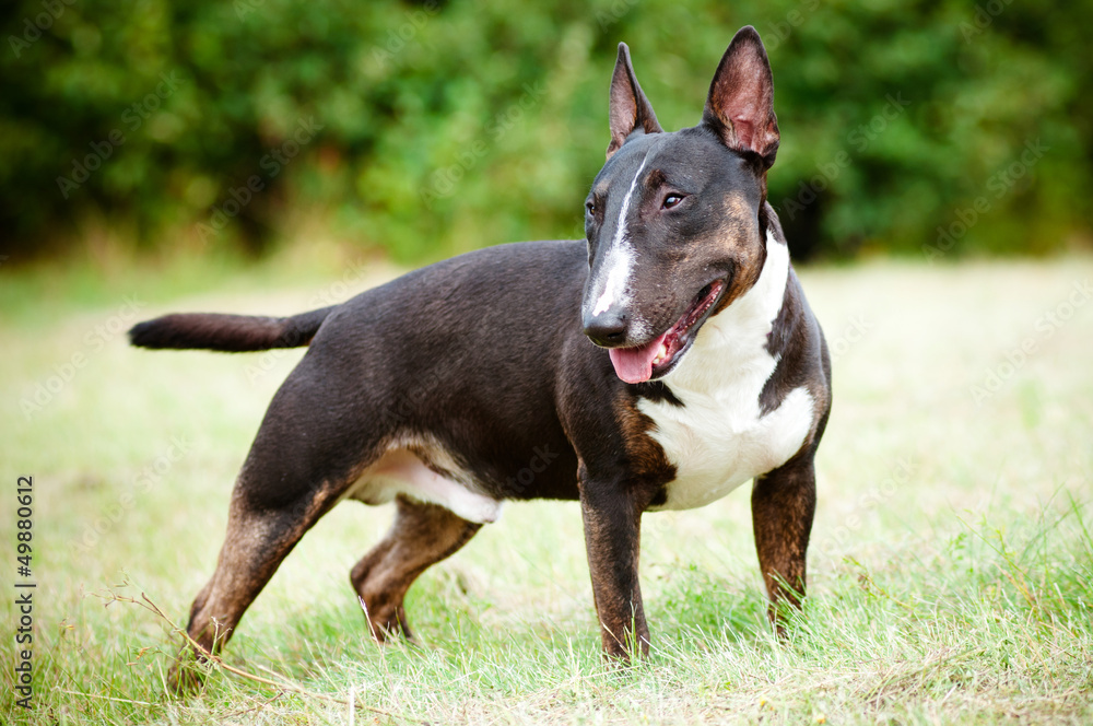 english bull terrier dog portrait english bull terrier dog portrait