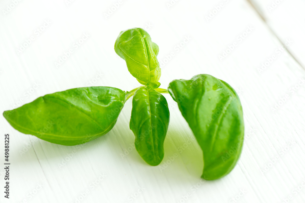 Obraz premium Fresh green basil on white wooden table