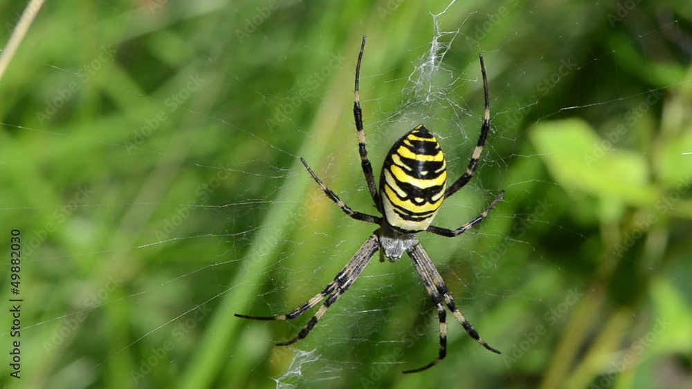 blur wasp spider spiderweb web meadow grass blur wasp spider spiderweb web meadow grass