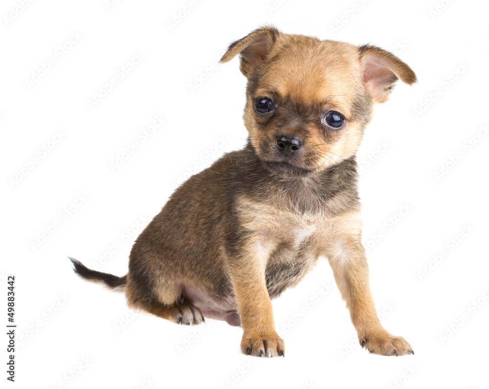 Chihuahua Chihuahua