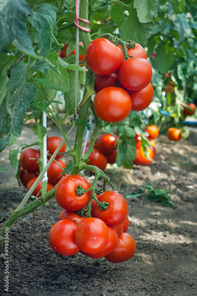 growth ripe tomato