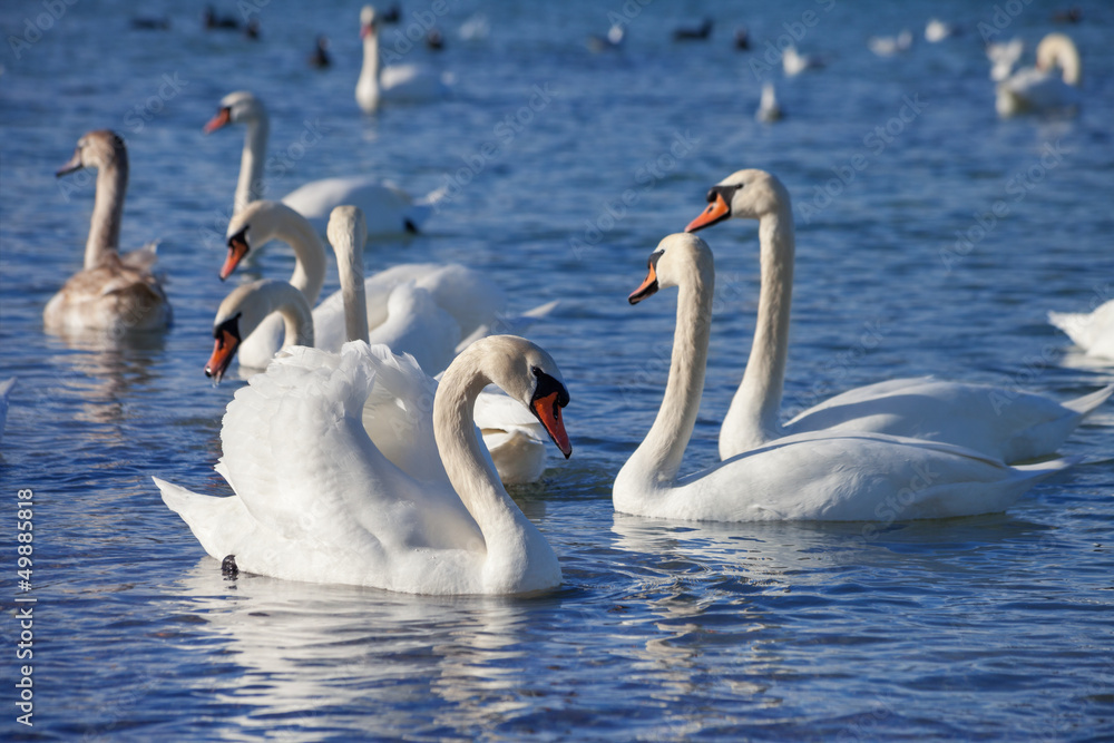 White swans floating on the water