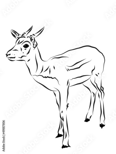 deer