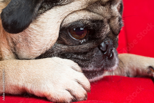 Pug Laying Down