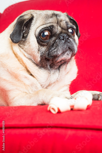Pug with Treat