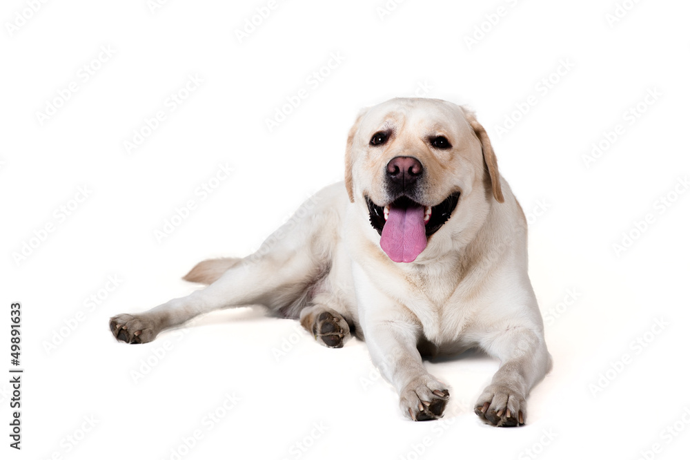 Labrador-Retriever